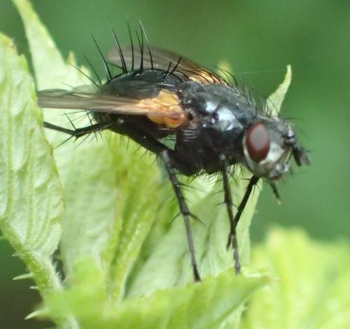 Zophomyia temula